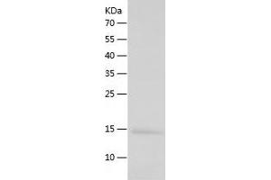 Western Blotting (WB) image for Polymerase (RNA) III (DNA Directed) Polypeptide K, 12.3 KDa (POLR3K) (AA 1-108) protein (His tag) (ABIN7124527)