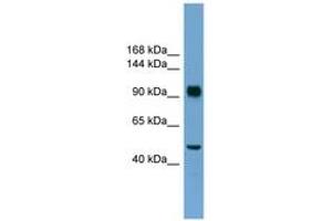 Image no. 1 for anti-Retinoblastoma Protein (Rb Protein) (N-Term) antibody (ABIN6745232) (Retinoblastoma Protein (Rb) anticorps  (N-Term))
