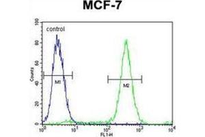 Flow cytometric analysis of MCF-7 cells using QTRTD1 Antibody (C-term) Cat. (QTRTD1 anticorps  (C-Term))