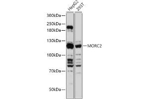 Western blot analysis of extracts of various cell lines, using MORC2 antibody (ABIN7268683) at 1:1000 dilution. (MORC2 anticorps  (AA 60-250))