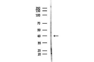 anti-RRS1 Ribosome Biogenesis Regulator (RRS1) (Internal Region) antibody