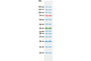 SDS-PAGE (SDS) image for ExcelBand™ 3-color Pre-stained Protein Ladder, Regular Range (ABIN5662603)