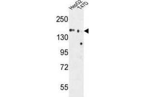 Western Blotting (WB) image for anti-Golgi Glycoprotein 1 (GLG1) antibody (ABIN3004342) (GLG1 anticorps)