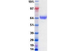 Validation with Western Blot (EPH Receptor B2 Protein (EPHB2) (DYKDDDDK-His Tag))