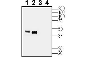 Western blot analysis of mouse brain membranes (lanes 1 and 3) and rat brain synaptosomes (lanes 2 and 4): 1-2. (NEGR1 anticorps  (Extracellular))