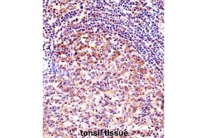 Immunohistochemistry (IHC) image for anti-Transcription Elongation Factor A Protein 1 (TCEA1) antibody (ABIN2998218) (TCEA1 anticorps)