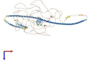 AlphaFold protein structure predicition of Mouse Recombinant Rab11fip3 Protein, UniprotID Q8CHD8