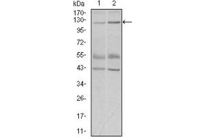Western Blotting (WB) image for anti-Piwi-Like 4 (PIWIL4) (AA 304-434) antibody (ABIN1844723) (PIWIL4 anticorps  (AA 304-434))