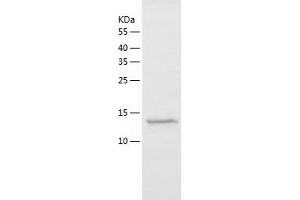 Western Blotting (WB) image for Polymerase (RNA) II (DNA Directed) Polypeptide J2 (POLR2J2) (AA 1-115) protein (His-IF2DI Tag) (ABIN7124523)