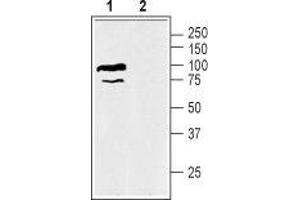 Western blot analysis of mouse kidney membranes: - 1. (SLC6A12 anticorps  (Intracellular, N-Term))