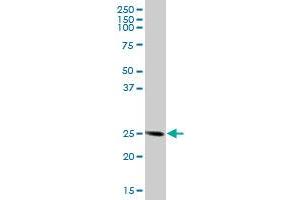 FKBP14 MaxPab polyclonal antibody.