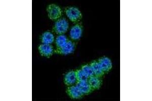 Confocal immunofluorescent analysis of DPP3 Antibody (C-term) Cat.