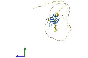 AlphaFold protein structure predicition of Mouse Recombinant Rnps1 Protein, UniprotID Q99M28