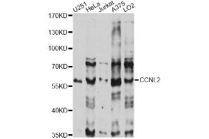 Western blot analysis of extracts of various cell lines, using CCNL2 antibody (ABIN6290271) at 1:1000 dilution. (Cyclin L2 anticorps)