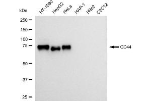 Western blotting analysis using CD44 antibody (ABIN7797973).
