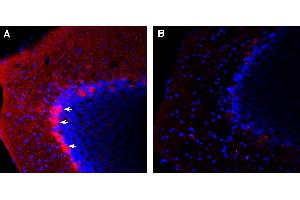 Expression of Pannexin 1 in mouse cerebellum.
