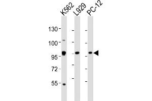 All lanes : Anti-STAT5A Antibody (C-term) at 1:2000 dilution Lane 1: K562 whole cell lysates Lane 2:  whole cell lysates Lane 3: PC-12 whole cell lysates Lysates/proteins at 20 μg per lane.