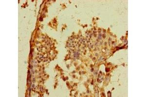 Immunohistochemistry of paraffin-embedded human testis tissue using ABIN7164461 at dilution of 1:100 (GPR156 anticorps  (AA 614-814))