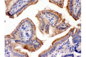 Anti- FUT1 Picoband antibody, IHC(P) IHC(P): Rat Intestine Tissue