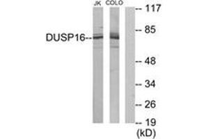 Western blot analysis of extracts from Jurkat/COLO205 cells, using DUSP16 Antibody. (DUSP16 anticorps  (AA 571-620))
