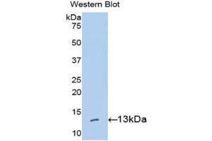 Western Blotting (WB) image for anti-High Mobility Group AT-Hook 1 (HMGA1) (AA 1-107) antibody (ABIN1078143) (HMGA1 anticorps  (AA 1-107))