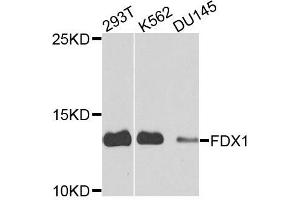 Western blot analysis of extracts of various cells, using FDX1 antibody. (Ferredoxin1 (FDX1) anticorps)