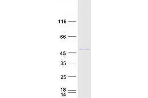 Validation with Western Blot