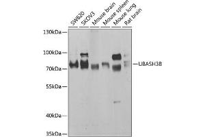 Western blot analysis of extracts of various cell lines, using UBB antibody (ABIN6130181, ABIN6149775, ABIN6149776 and ABIN6222958) at 1:1000 dilution. (UBASH3B anticorps  (AA 1-300))
