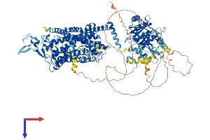 AlphaFold protein structure predicition of Human Recombinant SLC12A6 Protein, UniprotID Q9UHW9