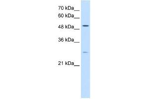 RRP1 antibody used at 0. (RRP1 anticorps)