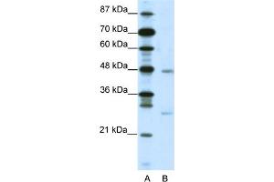 WB Suggested Anti-MXD4 Antibody   Titration: 2. (MXD4 anticorps  (N-Term))