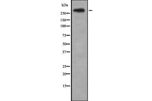 Western blot analysis of CENPE using HepG2 whole cell lysates (CENPE anticorps  (C-Term))