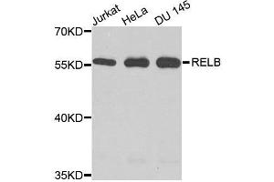 Western blot analysis of extracts of various cell lines, using RELB antibody. (RELB anticorps  (AA 380-579))
