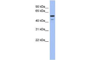 WB Suggested Anti-BMP6 Antibody Titration: 0. (BMP6 anticorps  (Middle Region))