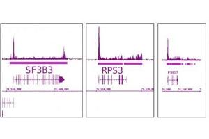 RNA pol II antibody (mAb) tested by ChIP-Seq. (POLR2F anticorps)