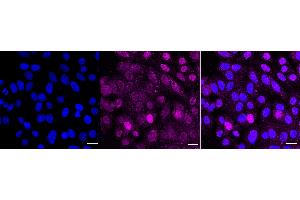 Immunocytochemical staining of HepG2 cells with phospho-GATA3 (S308) antibody (ABIN7798696), 1:1,000).