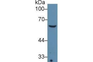 Detection of COL8a1 in Sp2/0 cell lysate using Monoclonal Antibody to Collagen Type VIII Alpha 1 (COL8a1) (COL8A1 anticorps  (AA 575-743))