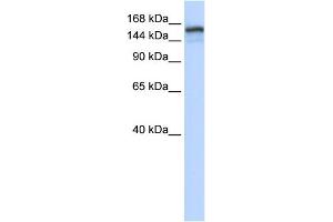 WB Suggested Anti-NFKBIL2 Antibody Titration:  0. (NFKBIL2 anticorps  (Middle Region))