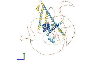 AlphaFold protein structure predicition of Mouse Recombinant Foxp1 Protein, UniprotID P58462