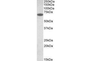 Western Blotting (WB) image for anti-Protein Disulfide Isomerase Family A, Member 2 (PDIA2) (AA 477-489) antibody (ABIN1491836) (PDIA2 anticorps  (AA 477-489))