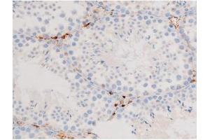 ABIN6267576 at 1/200 staining Mouse testis tissue sections by IHC-P. (Smad2/3 anticorps  (pThr8, Thr8))