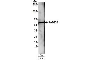 Western Blotting (WB) image for anti-RAD23 Homolog B (RAD23B) (AA 359-409) antibody (ABIN7454820)