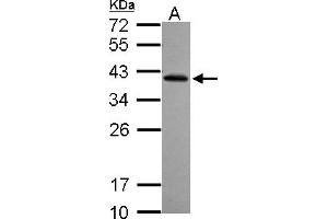 Western Blotting (WB) image for anti-Ret Finger Protein-Like 2 (RFPL2) (AA 58-263) antibody (ABIN1500674) (RFPL2 anticorps  (AA 58-263))