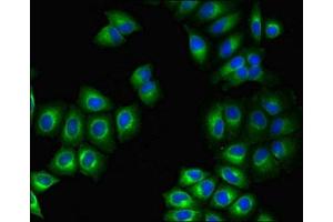 Immunofluorescent analysis of A549 cells using ABIN7164501 at dilution of 1:100 and Alexa Fluor 488-congugated AffiniPure Goat Anti-Rabbit IgG(H+L) (GPR75 anticorps  (AA 372-540))