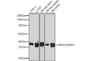 Western blot analysis of extracts of various cell lines, using RING1B/RNF2 Rabbit mAb (ABIN7270070) at 1:1000 dilution. (RNF2 anticorps)