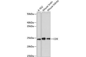 Western blot analysis of extracts of various cell lines, using CD9 antibody (ABIN7266227) at 1:1000 dilution. (CD9 anticorps)