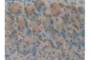 Detection of RPRM in Rat Stomach Tissue using Polyclonal Antibody to Reprimo (RPRM)