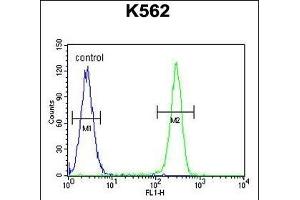 TNFSF4 Antibody (Center) (ABIN655028 and ABIN2844659) flow cytometric analysis of K562 cells (right histogram) compared to a negative control cell (left histogram). (TNFSF4 anticorps  (AA 97-125))