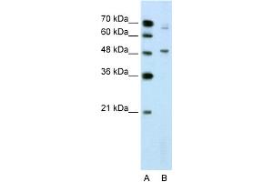WB Suggested Anti-NR0B1 Antibody Titration:  2. (NR0B1 anticorps  (N-Term))