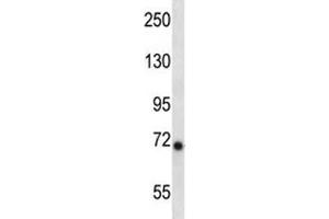 Ikbke antibody western blot analysis in mouse liver tissue lysate.